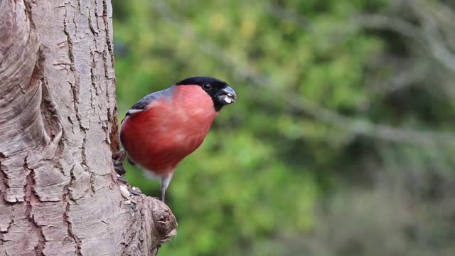 Bullfinch bird chirping at forest