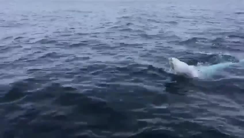 Few can claim to have played rugby with a beluga whale