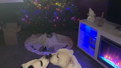 Pitties Kissing in Front of the Christmas Tree