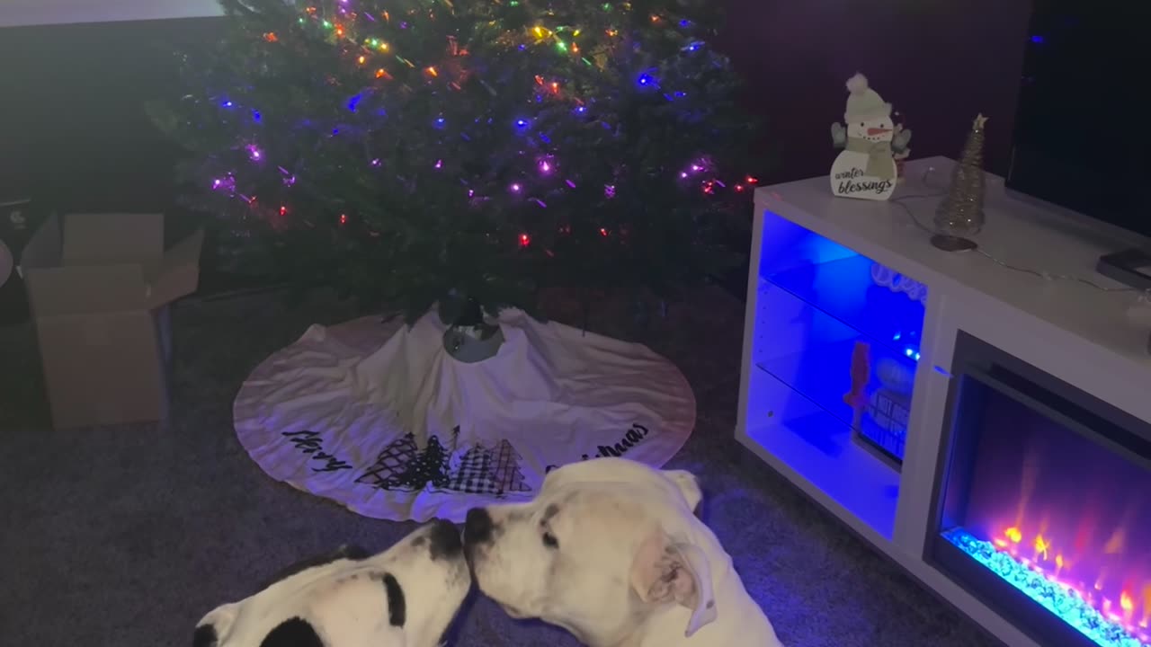 Pitties Kissing in Front of the Christmas Tree