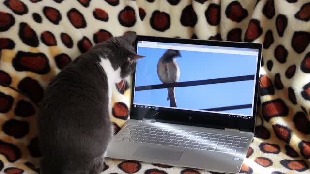 Funny cat hunts birds at the computer