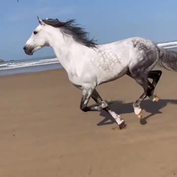 Funny And Cute horse horse jump fence #08