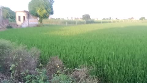 Village real video of my Punjab..are you guys wants more videos.