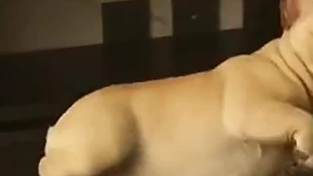 😅😅#shorts - Funniest Dogs🐕🐕 - Awesome Funny Pet Animals Videos