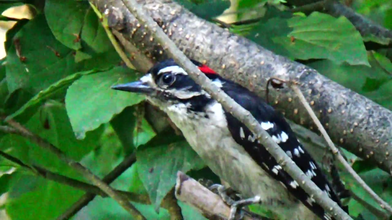 Downy Woodpecker