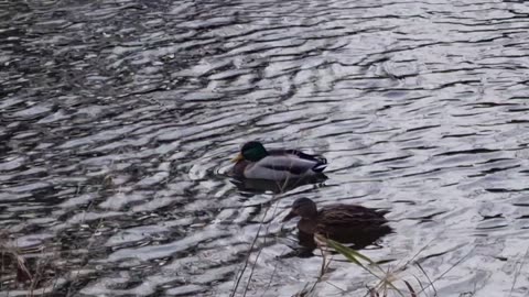 Mallard Ducks By A River In Great Britain.