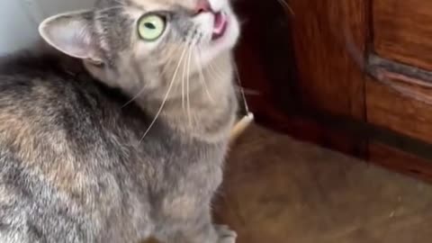 Sounds that attract cats - Meow to make cats come to you || 2023 || #07