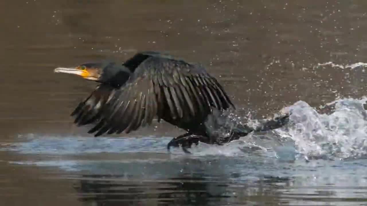 Kormoran und Wels ( Catfish )