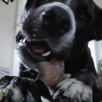 Max's Favorite Chew Toy