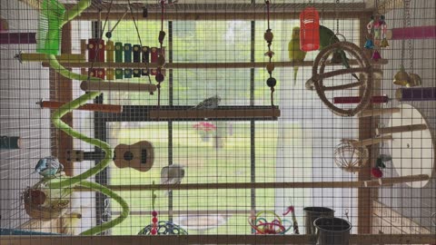Budgie Sounds for Your Budgie