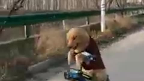 Dog starting driving cycling