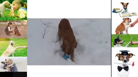 Funny Dogs video