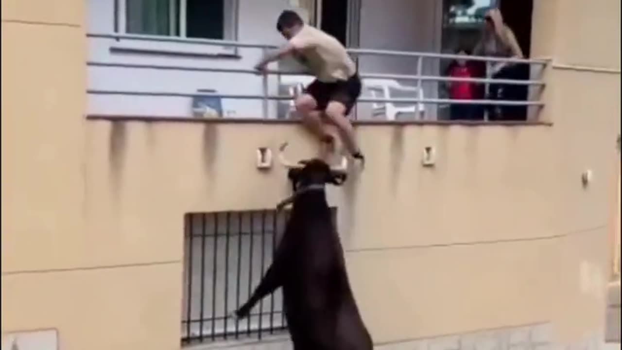 A boy teasing cow