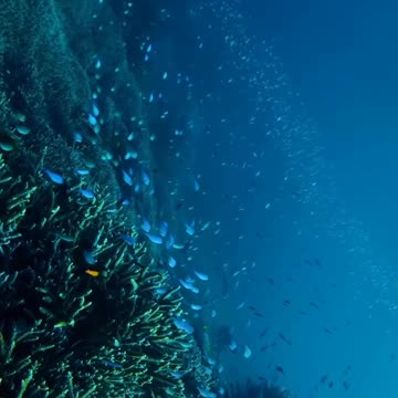 Under water 🌊 world 🌎