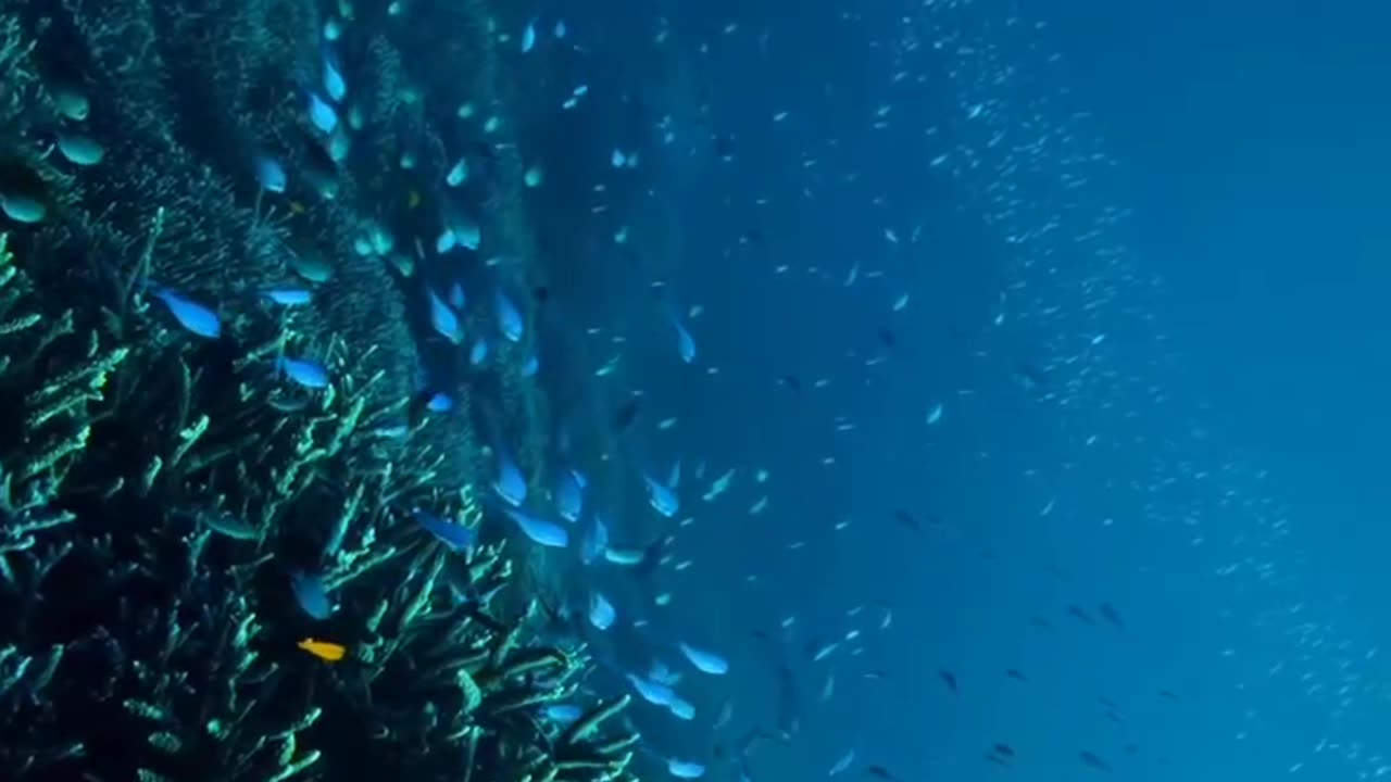 Under water 🌊 world 🌎