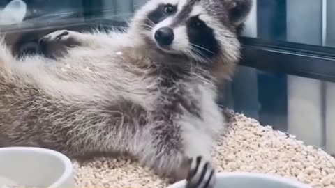 😂😂😂Cute animals fun 😊😊😁😁