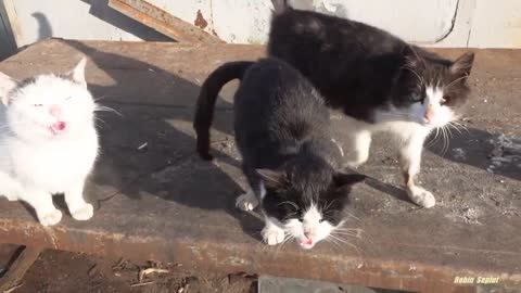 Hungry cats meow very loudly with puppies