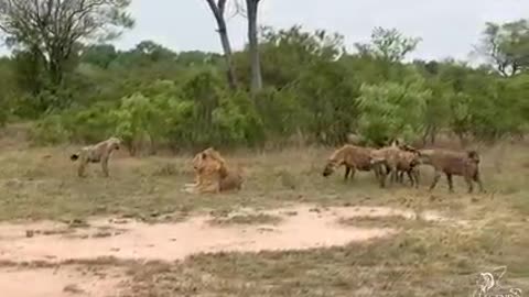 Animals Vs lion