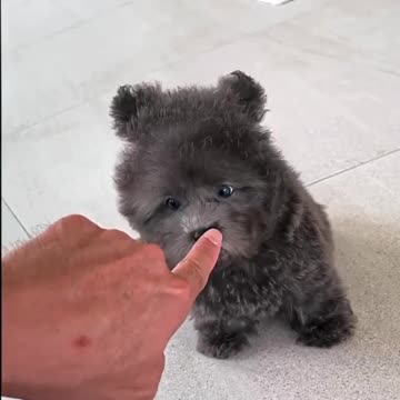 Mini dog bear 😍