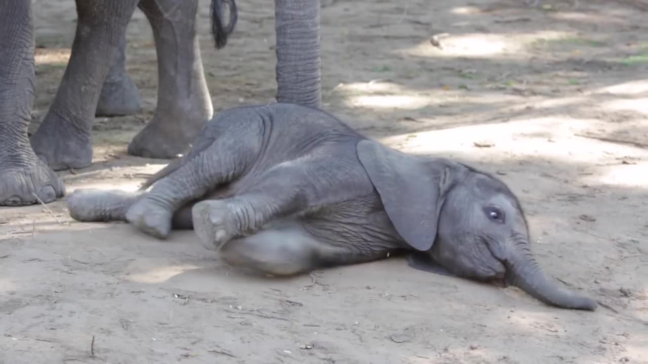 Baby elephant determined to get up and walk!