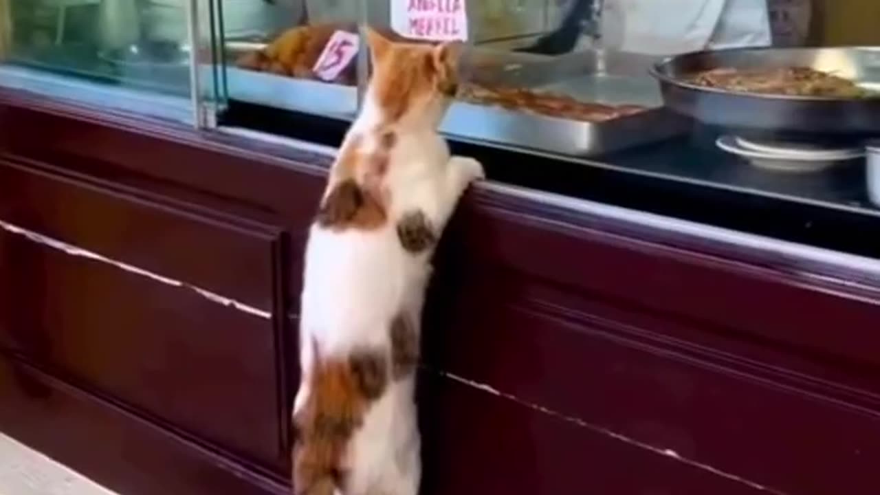 Funny animals shorts video 2023