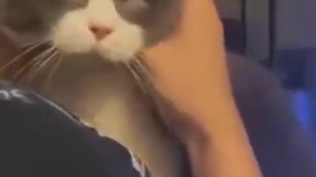 Lovely animals Try Not To Laugh or Grin While Watching Funny Animals Compilation cats