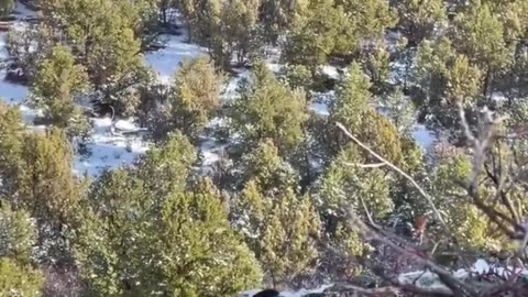 Mountain Lion Grabs Dog During Hunting