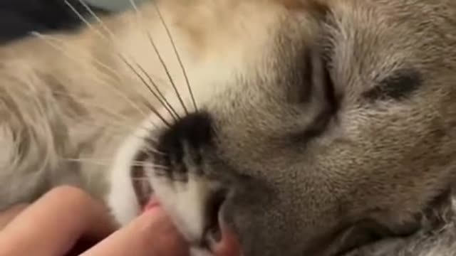 Big kitten