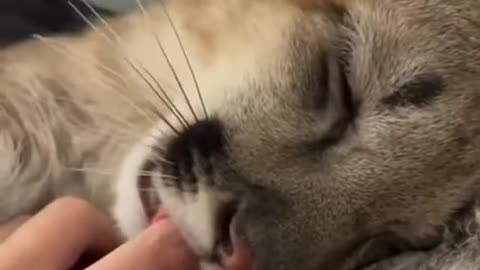 Big kitten