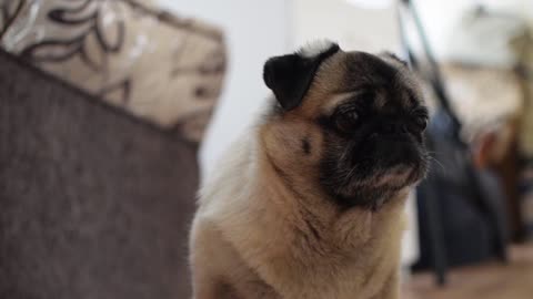 Beautiful puppies play with owner