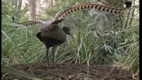 Lyrebirds can even mimic a chainsaw.