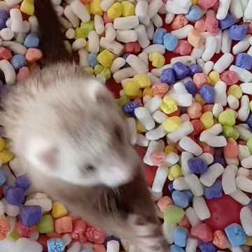 Ferret playtime!!