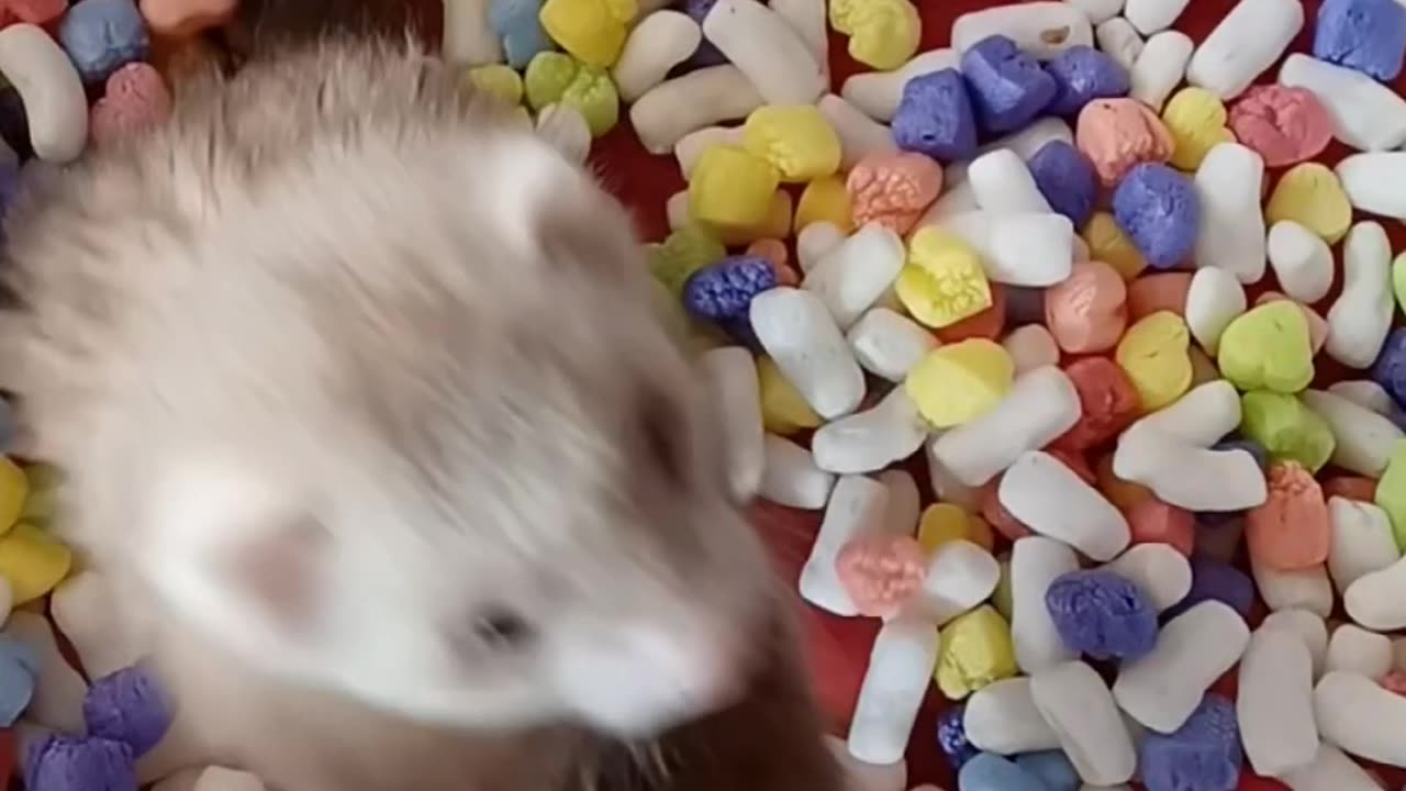 Ferret playtime!!