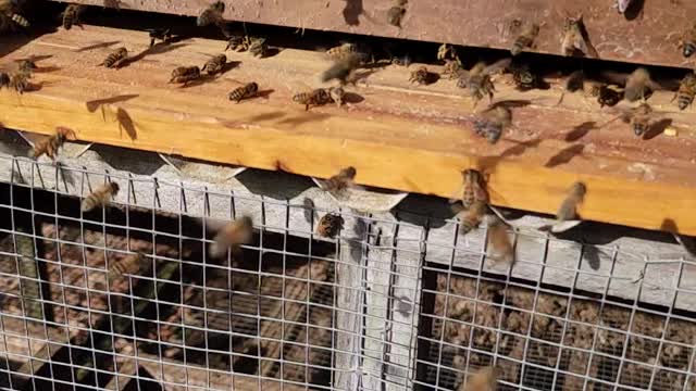Honey bees collecting pollen suppliment in slow-mo