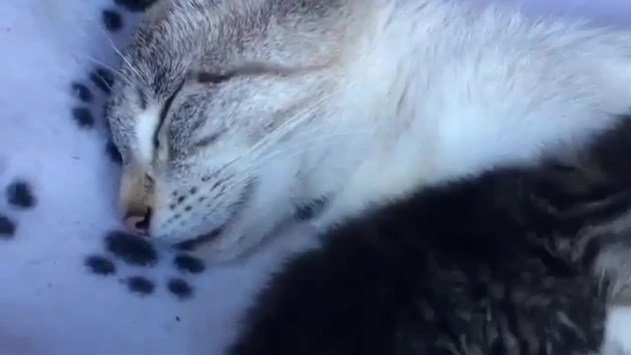cute and funny cat