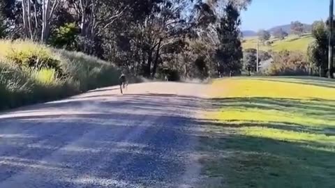 Dog try to chase kangaroo at the high speed