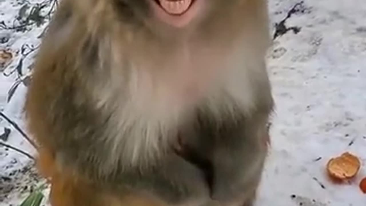 Funny monkey prank goes wrong 🤣