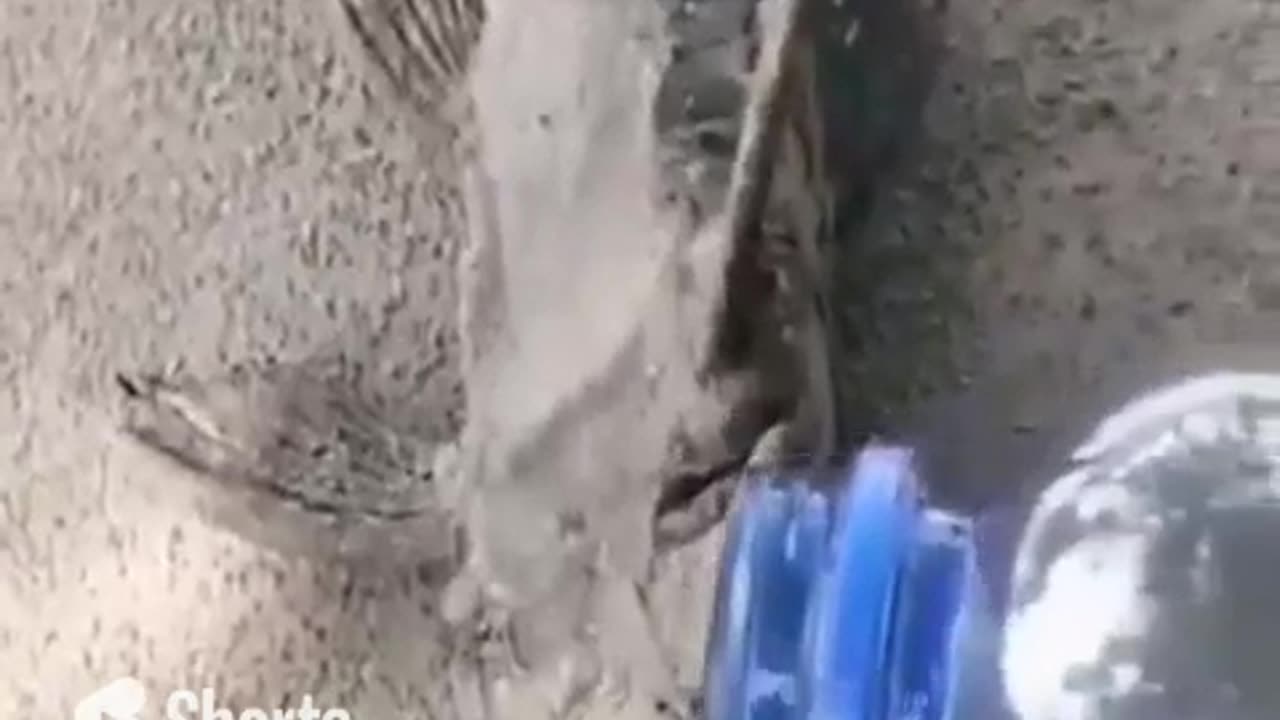 Water Revived A Dried Fish #shorts #viral #shortsvideo #video