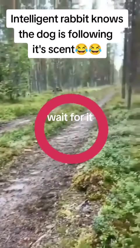 Real Life Bugs Bunny!