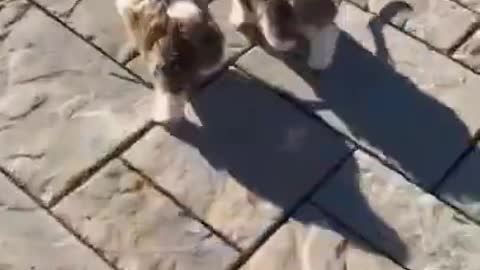 Super Cute Fuzzy Puppies - Short