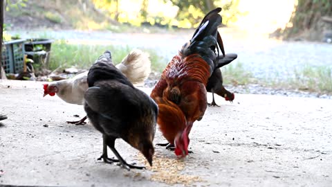 Chicken Jungle Hens Domestic Poultry