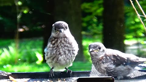 Baby Bluebirds