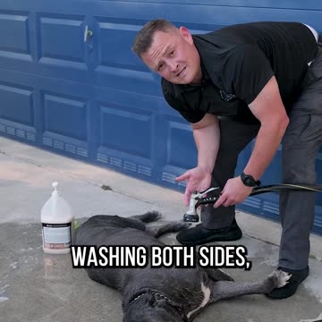 3 Pro Tips When Washing Your Dog