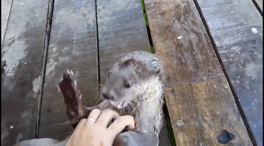 Hombre juega con la nutria salvaje más amigable del mundo