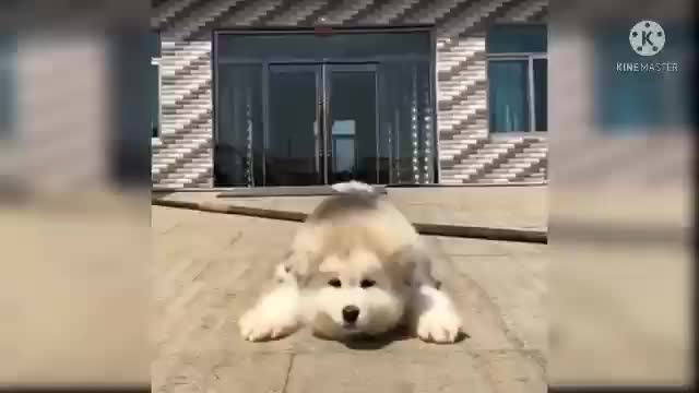 Funny dog,cute dog