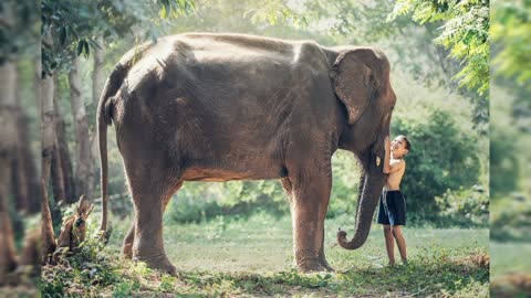 Elephant and family