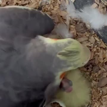 Cockatiel feeds its newly hatched chicks