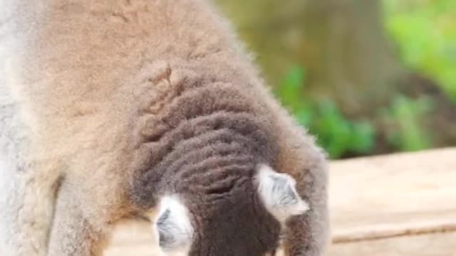 Monkeys eat ring-tailed lemur rice