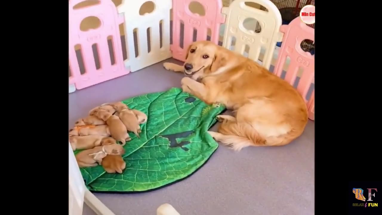 FUNNY ANIMALS VIDEO I LAUGH CHALLANGE