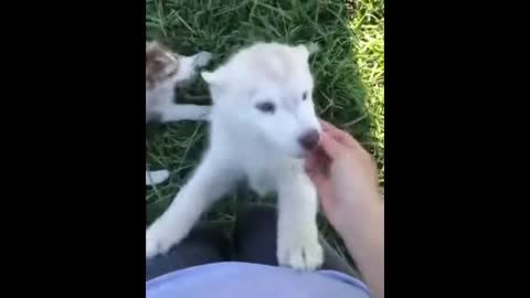 Best of_ Funny Cats and Dogs compilation